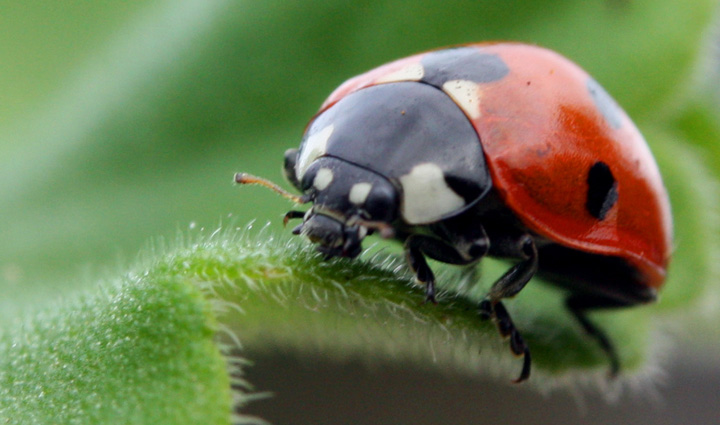 Big Bug Day Funding